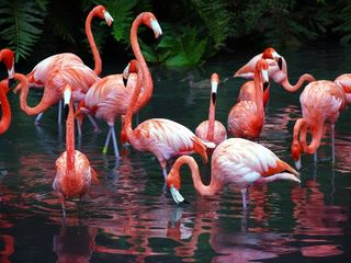 East Africa's Soda Lakes: Flamingos Natural Haven