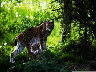 Coto Donana:  An Endless Silent Wetlands In Spain