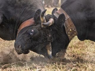 Combat des Reines: Raging Cows Go Head To Head In the Swiss Valleys