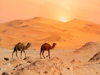 Sahara Desert: Largest Hot Desert in The World 