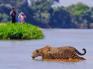 The Pantanal: The World's Largest Tropical Wetland