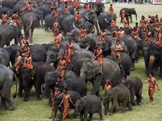Surin Elephant Round-up: World's Largest Elephant Festival