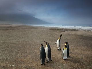 Falkland Islands – The Land Of The Penguins