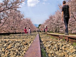 Make Shillong Cherry Blossom Festival 2022 Your Bucket List Experience