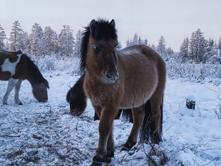How much Cold is too much Cold? Yakutsk – Russia’s coldest place