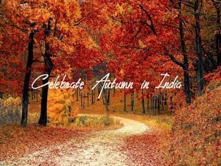 Witness The Best Fall Foliage in India