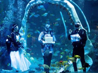 What are some of the Weird Destination Wedding Ideas? Take a quick look!