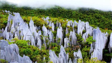 Gunung Mulu national Park in Malaysia- From River Cruise to Night Safari 