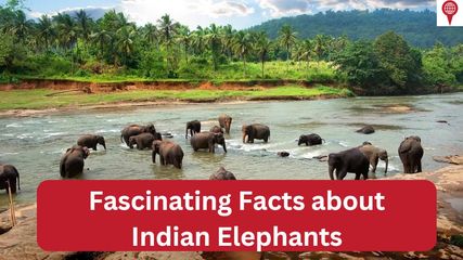 The Majestic Indian Elephants! What makes them so special? 