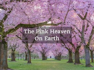 The Most Awaited Time Of The Year Has Arrived For Cherry Blossom Lovers