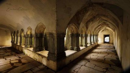 Visit an ancient Yew tree in an ancient courtyard of Ireland 