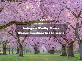 Instagram Worthy Cherry Blossom Locations In The World