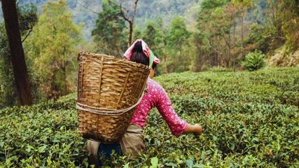 The Aroma of Adventure: Unforgettable Experiences in Darjeeling's Tea Estates