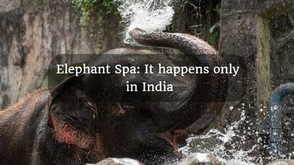 Only Place In South India Where Elephants Gets Official Spa
