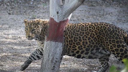 Plan Your Visit to the Newly Inaugurated Jambu Zoo at Khanpur Nagrota, Jammu and Kashmir