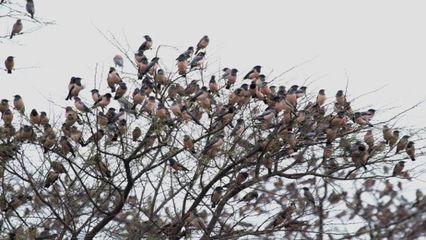 Ankasamudra Bird Sanctuary: A Pristine Haven for Avian Delights in karnataka