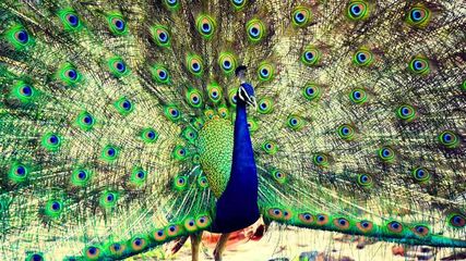 Monsoon Restrictions: Tourist Entry Remains Closed in These Indian National Parks