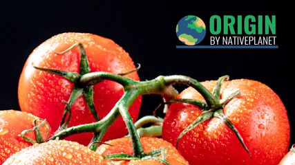 Origin Of Tomatoes and Its Journey From the Andes to India's Tomato Belt