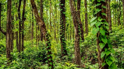 Exploring the Enchanting Charms of Siliguri: A Hidden Gem in India