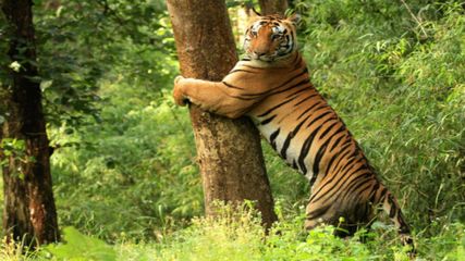 Bandipur Wildlife Sanctuary Travel Guide: Exploring Nature's Abode
