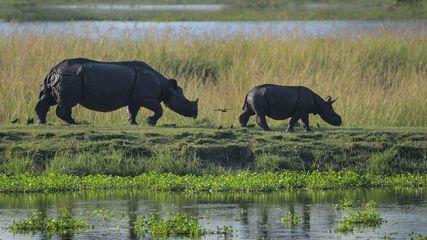 The Enchanting Treasures of Assam: Exploring the Top 5 Travel Destinations 