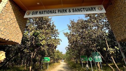 Gir National Park: A Must-Visit Destination for Wildlife Enthusiasts