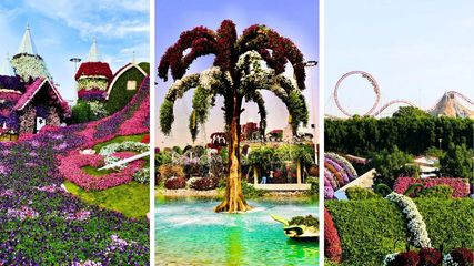 Dubai's Miracle Garden: How Flower Fragrances Ease Stress and Promote Relaxation