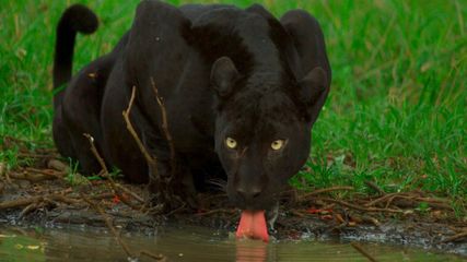 Leopards in Kabini Forest: A Majestic Presence in the Wild
