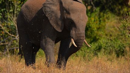 AI-Powered Gajraj Steps In to Save Indias Elephants from Train Collisions