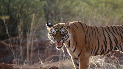 Madhya Pradeshs Leap in Conservation: Largest Tiger Reserve in Damoh!