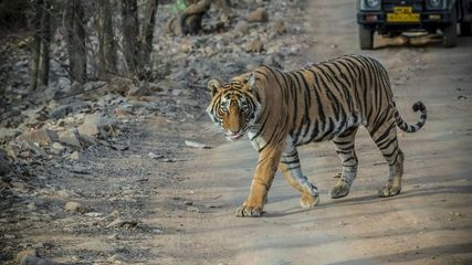 No More Hotel Pick-up for Ranthambore Safari Tourists