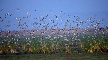 Feathered Guests of Chilika: Over 1 Lakh Migratory Birds Paint the Sky with Beauty