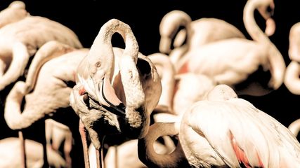 Exploring the Beauty of Birds: Your Guide to the Best Birdwatching Spots in India