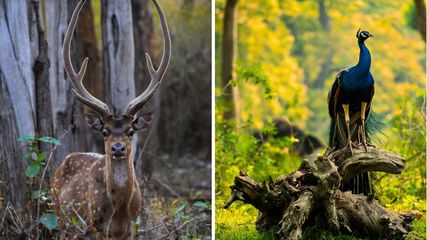 Karnataka Unveils Exciting New Tiger Safari Zone in Chamarajanagar