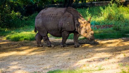 Kaziranga Bird Conservation Festival 2024: A Grand Celebration of Avian Life