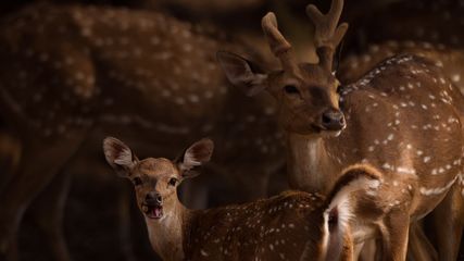 New Safari Centre at Male Mahadeshwar Wildlife Sanctuary