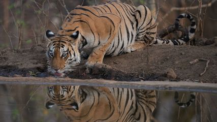 Pench Tiger Reserve Makes History as India's First Dark Sky Park and Asia's Fifth