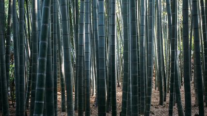 Explore The Bamboo Wonders Of Bansera Park In Delhi