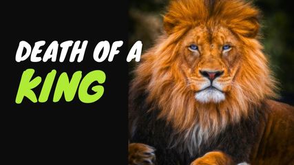 What Happens Before The Final Rites When A Lion Dies?