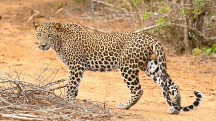 Bannerghatta Biological Park in Bengaluru Gears Up for Leopard Safari Launch