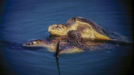 Entry Ban Into Olive Ridley Nesting Grounds Announced In Odisha