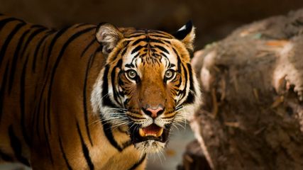 Supreme Court  Banned Tiger Safaris In Jim Corbett National Park