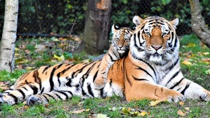 Nagpur, the Tiger Capital of India, is a Perfect Place to Visit with Kids