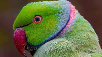 Beware Travelers: Parrot Fever Outbreak Sweeps Through Europe
