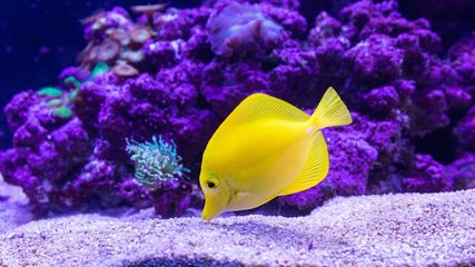 Noida Sea World Carnival: Dive Into Marine And Dinosaur Worlds