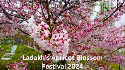 Ladakh's Apricot Blossom Festival 2024: Dates, Activities, and All Venues in Kargil and Leh