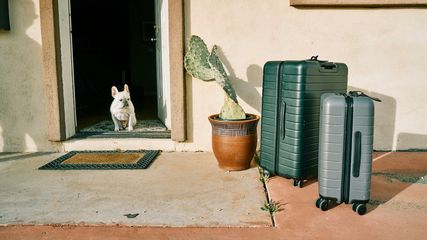 American Airlines Revises Pet Policy For Easier Cabin Travel