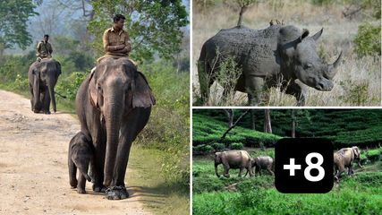 How Assam's Kaziranga National Park Made History and Broke Records