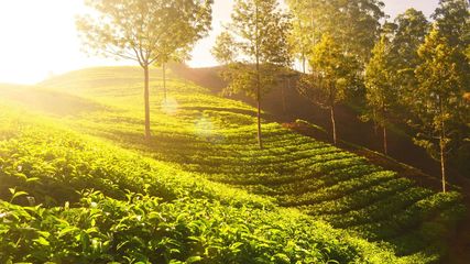 Explore The Untouched Beauty Of Ponmudi In Kerala