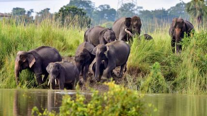 Closure Dates For Kaziranga And Orang Parks Mark End Of Tourist Season